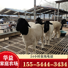 河北养殖场黑头杜泊绵羊羊羔 种羊肉羊 肉多个大长势