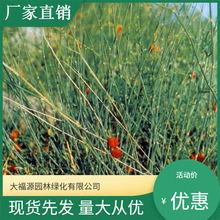 【基地批发】 麻黄草规格齐全 量大价优 规格齐全 四季种植