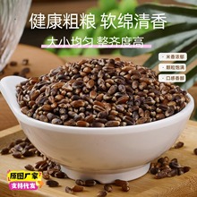 黑小麦粒5斤农家自产小麦粗粮杂粮 支持批发一件代发