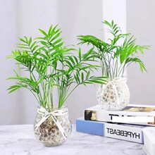����Ҭ�������Pβ��ɢβ��ˮ��������B�Gֲ�ļ�����ֲ��