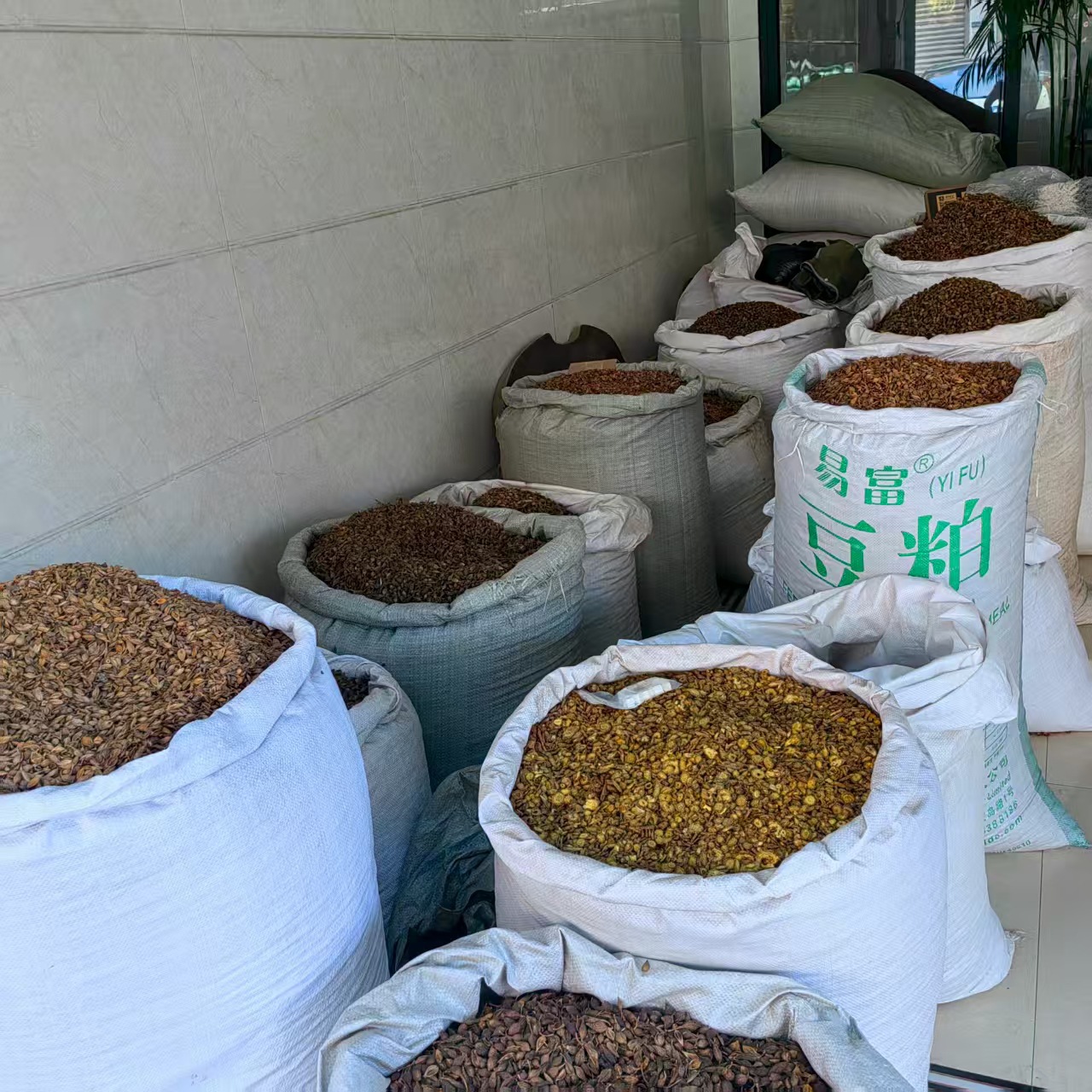 Forsythia Fruit Lian Qiao Dried Herb Natural Sun Dried Traditional TCM Decoction Pieces 500g in use