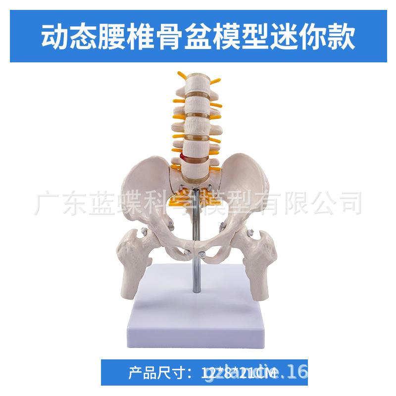 ��̬������׵����ģ�͹ؽڿɻ�������СŮ�Լ������Ľ�ѧ�Ǽ�