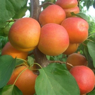 Grafted Apricot Saplings, Sweet Apricot Saplings, Giant Honey King Apricot Saplings, Fruit Saplings, Planted in the South and North, Fruiting Apricot Trees in the Same Year