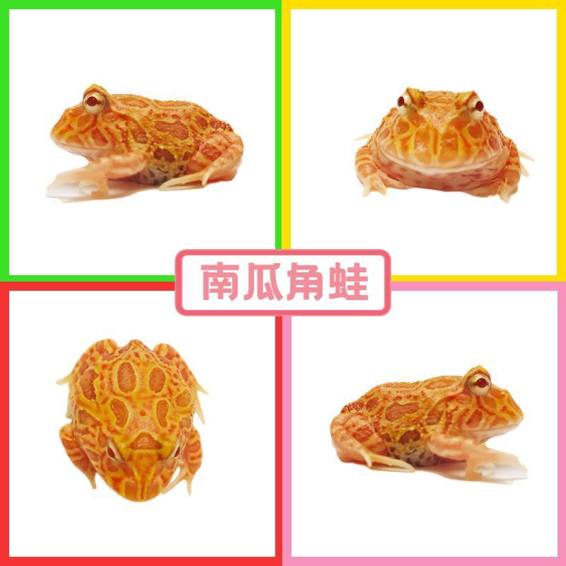 호박 뿔개구리 1-2 - 약 3cm (선물 없음)
