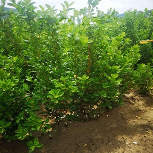 Northeast Cold-Resistant Korean Boxwood Nutrition Cup Seedlings Small-Leaf Boxwood Container Seedlings Clump Boxwood Hedge Saplings