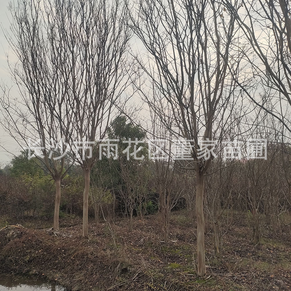 供应地经12公分的工程苗紫薇 湖南紫薇树自产自销 基地批发走量