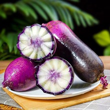 山东潍坊新鲜现拔冰淇淋萝卜甜脆多汁冰糖心水果萝卜一件代发批发