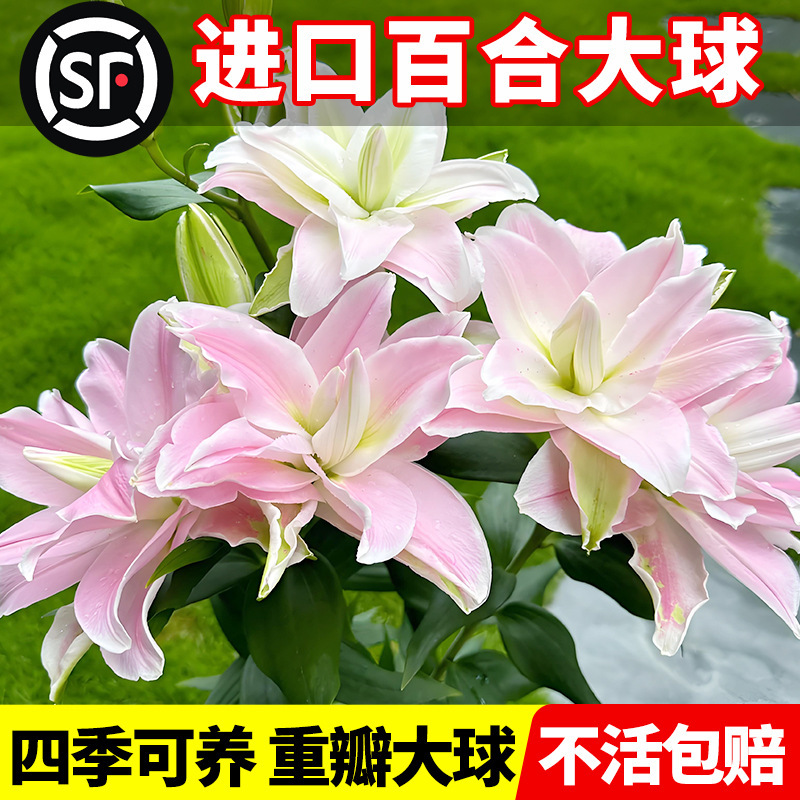Imported Double-Flowered Perfume Lily Bulbs, Extra Large with Roots, Blooming in All Seasons, Indoor Balcony Flower Potted Seeds, Green Plants Imported Double-Flowered Perfume Lily Bulbs, Extra Large with Roots, Blooming in All Seasons, Indoor Balcony Flower Potted Seeds, Green Plants