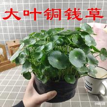 净化水植物 净化水植物品牌 图片 价格 净化水植物批发 阿里巴巴