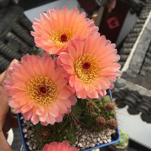 �_�������������Ǝ������̨����ֲ����B�҃ȾGֲ�ļ��p����