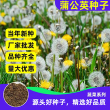 Ұ���ѹ�Ӣ�N��ʳ��ș�ļ����������Ŷ������ļ��ײ��̨����Ұ��