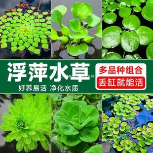 ˮܽ���~���쾰ˮ��ֲ�ﹲ�Bˮ��ֲ��ð��һ�~ɏ�~��ˮ���J��Ƽ