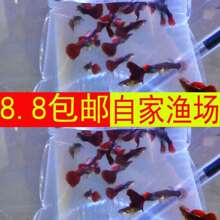 ��ˮ�~�^�p�~���~���w�\���~С�tС���^�p�Ꭷ���B��ֳ���ȸ�Pβ