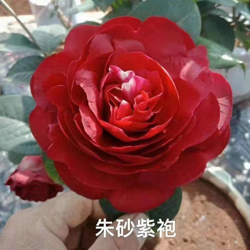 c13ae5904b8eb8d28466f22eee90be