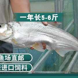 浙江翘嘴鱼苗路亚鱼白刁鱼苗淡水鱼苗养殖大翘壳活体养殖食用特大