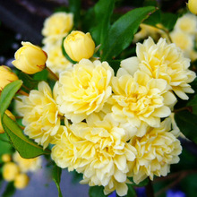 一件代发黄木香花苗甜蜜红木香浓香花卉白色七里香阳台爬藤本蔷薇