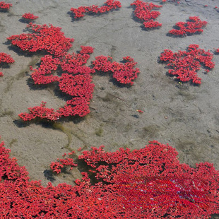 Base Wholesale Manjiang Red Purple Algae Triangular Algae Red Duckweed Nursery Wholesale Perennial Floating Plants