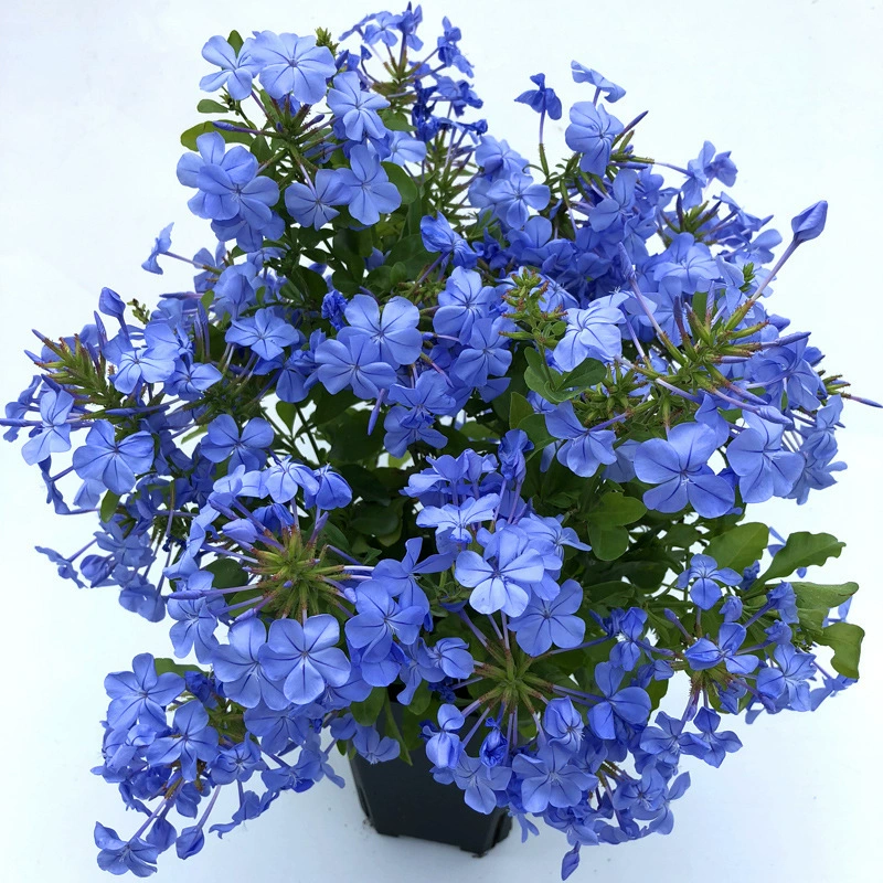 Синяя Снежинка двор лоза Вьющееся садовое растение голубая Снежинка саженцы многосезонный Цветущий балкон цветы в горшках