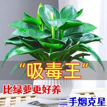 .大叶金钻盆栽室内好养水培植物办公室客厅四季易养活空气净化