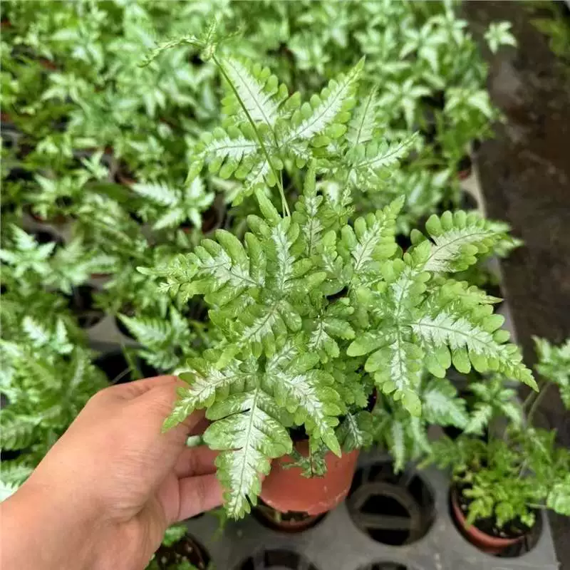 Белый хвост феникса, папоротник, комнатный тропический лес, ландшафтный растение, фритиллярия, папоротник, настольное зеленое растение, горшечное растение, легко выращивать в любое время года.