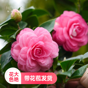 Heidi's Garden Xiangfei Camellia Potted Four Seasons Camellia Saplings Eighteen Bachelor Autumn and Winter Flowers with Buds