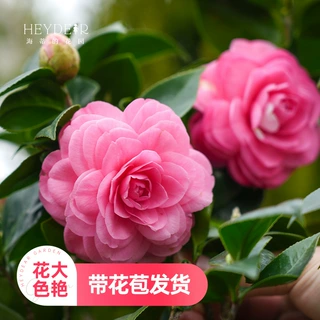 海蒂的花园 香妃茶花盆栽四季山茶花树苗十八学士秋冬花卉带花苞