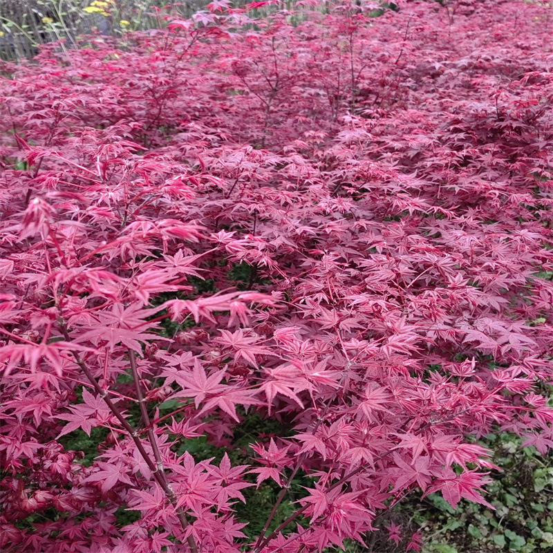 绿化工程苗木中国红枫 基地批发美国红枫 日本红枫 青枫防护树苗