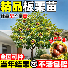 板栗树苗大红袍嫁接南北方栗子迁西板栗苗种植当年结果水果树果苗