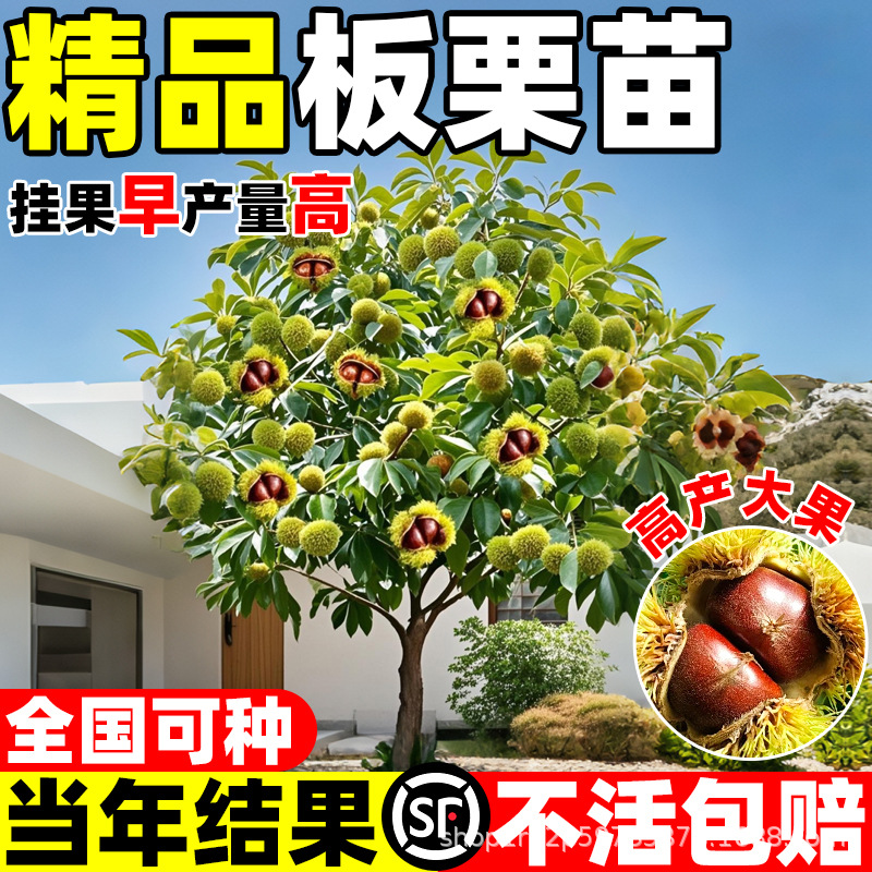 板栗树苗大红袍嫁接南北方栗子迁西板栗苗种植当年结果水果树果苗