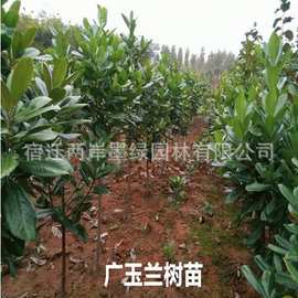 基地批发荷花玉兰树苗 荒山造林广玉兰苗 规格齐全园林绿化苗木