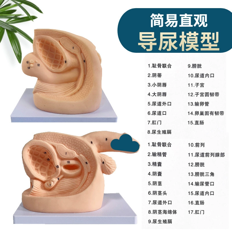 Анатомия мужских внутренних и внешних половых органов и модель мужского катетеризации мочевого пузыря Модель мужской мочевыделительной и репродуктивной системы