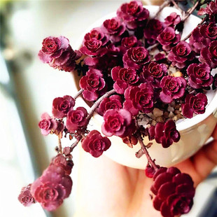 ����ֲ��M�����Ա���ɏ��ؔ���Ϙ�С��õ��ɽ��õ���҃�����ֲ��