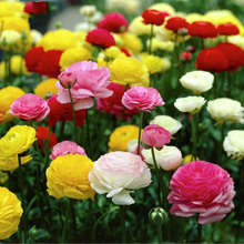 ��ɫ��ëݢ�N����ĵ����������������̨����ͥԺ�����Nֲ��ëݢ