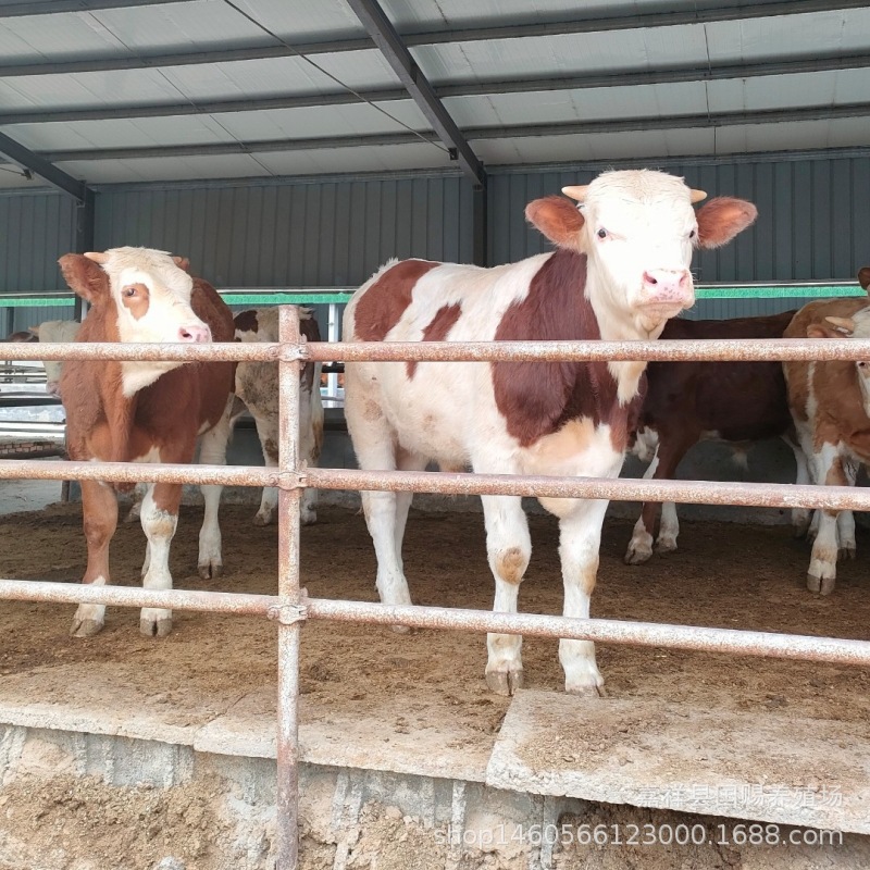 肉牛牛犊 活牛 小牛的价格 出售鲁西黄牛活体牛犊西门塔尔牛苗