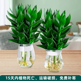 ˮ���^���������҃��k���҃ȸ��F����B�Gֲ�^������ؔԢ�⼪��ֲ