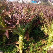 ��z�t�n�S�N�Ӵ���t�n�S�����ļ����NͥԺ�̨�����r���߲˷N��