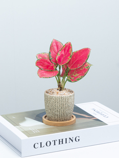 �����t����ʺ�С�����ļ����B�k���҃�����Gֲ�����՚��^�~ֲ��