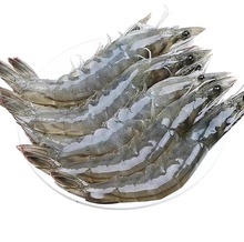 海捕大海甄选白虾海水虾白翅虾鲜活盐冻海鲜火锅餐饮食材批发商用
