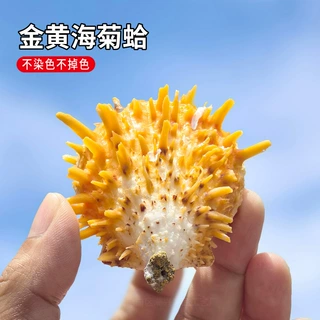 天然贝壳海螺金黄海菊蛤贝刺蛤鱼缸水族造景家居工艺品装饰品摆件