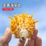 水族天然家居工艺品海螺