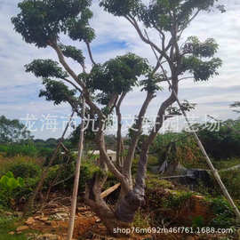 福建荔枝树批发 妃子笑荔枝树价格 桂味荔枝树产地种植