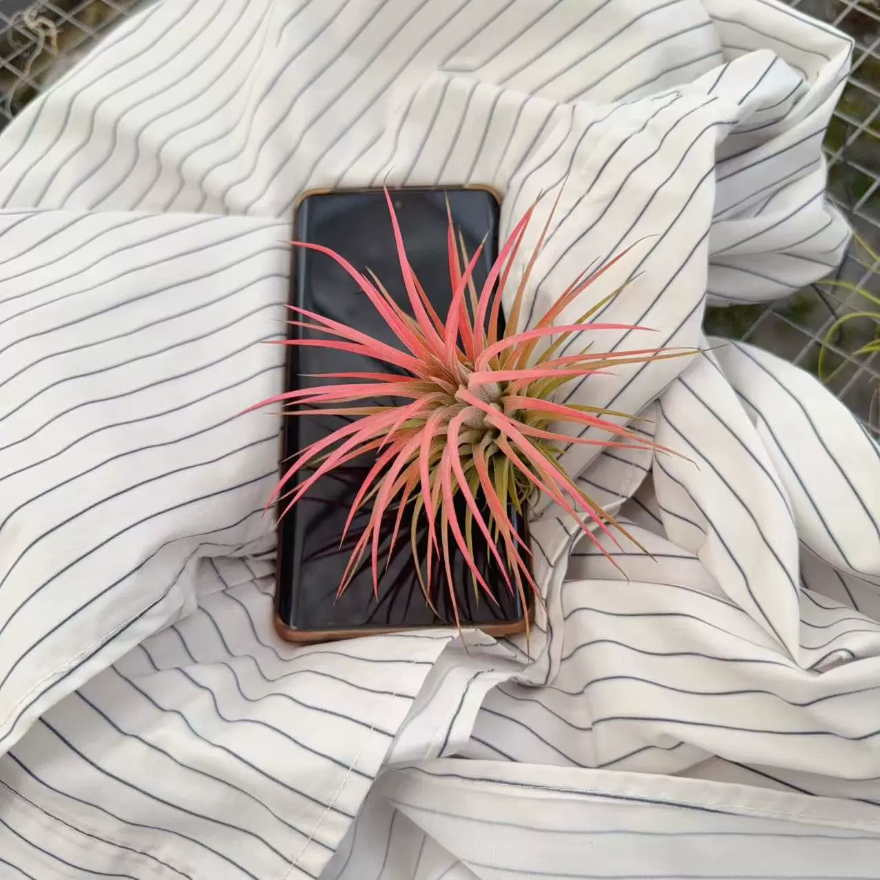 Розовая леди, зеленое растение, воздушный ананас, офисное растение, эльф, растение в горшке, беспочвенный цветок, мини-ландшафтный дизайн