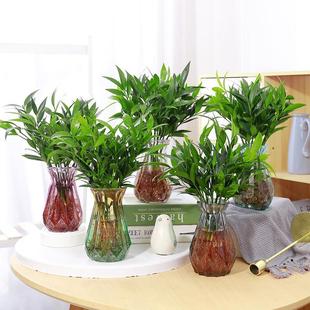 Hydroponic Plants Mosquito Repellent Bamboo Hydroponic Bamboo Cypress Fortune Bamboo Water Culture Indoor Desktop Green Plants Potted Flowers Evergreen All Year Round