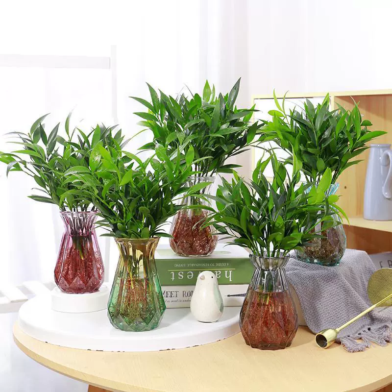 Гидропонные растения, репеллент от комаров, бамбук, гидропонный бамбук, кипарис, бамбук удачи, водная культура, комнатные настольные зеленые растения, цветы в горшках, вечнозеленые круглый год