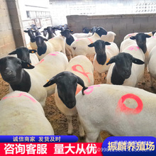 山东养殖场出售黑头杜泊绵羊 白头杜泊绵羊羊羔