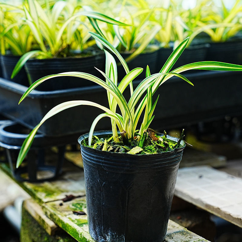 兰花苗矮种春兰黄金中透线艺富贵阳光绿植花卉盆栽阳台电脑桌客厅