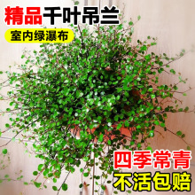 ǧ�~���m��������決���c�b����c�Y�^�~ֲ���ļ����ഹ���Gֲ