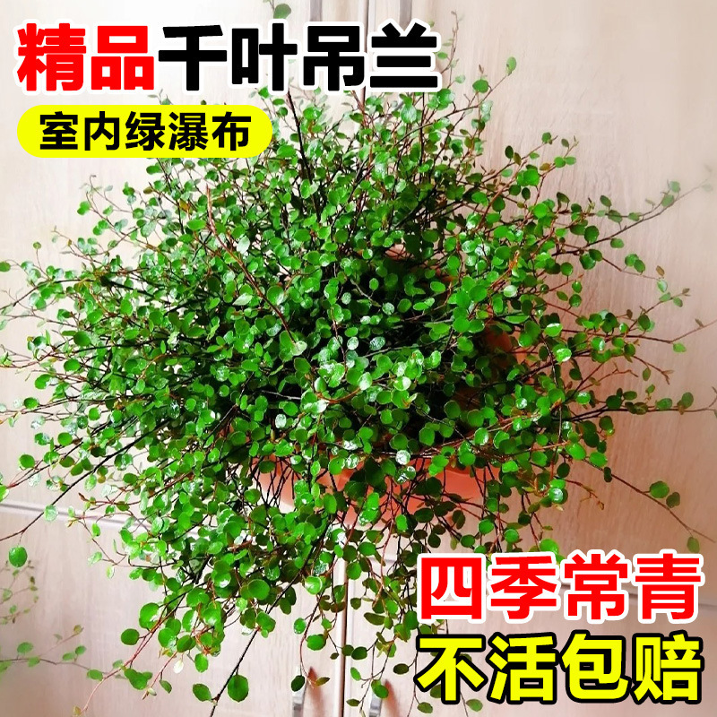 Chlorophytum Pendulum Potted Plant Bread Baking Pastry Decoration Cake Embellishment Foliage Plant Evergreen Hanging Green Plant All Year Round