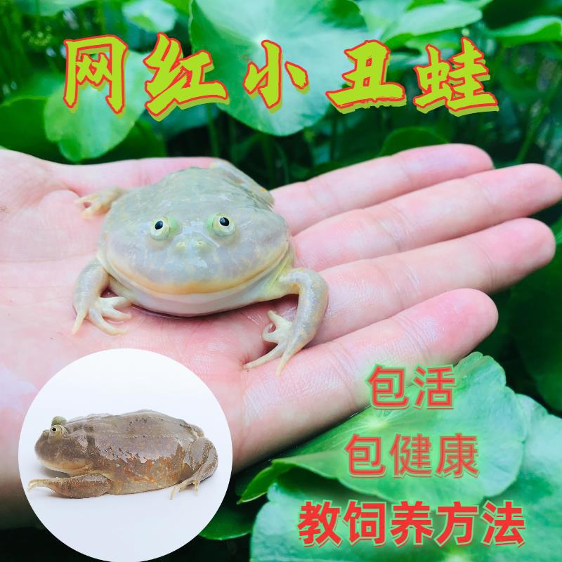 광대개구리 1마리 4- 5cm (선물 없음)