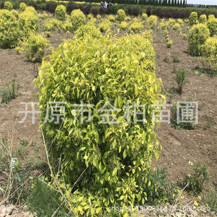 ���~�lì���^�е����͘��ͺ��lìС�煲���G�h���~�lì��